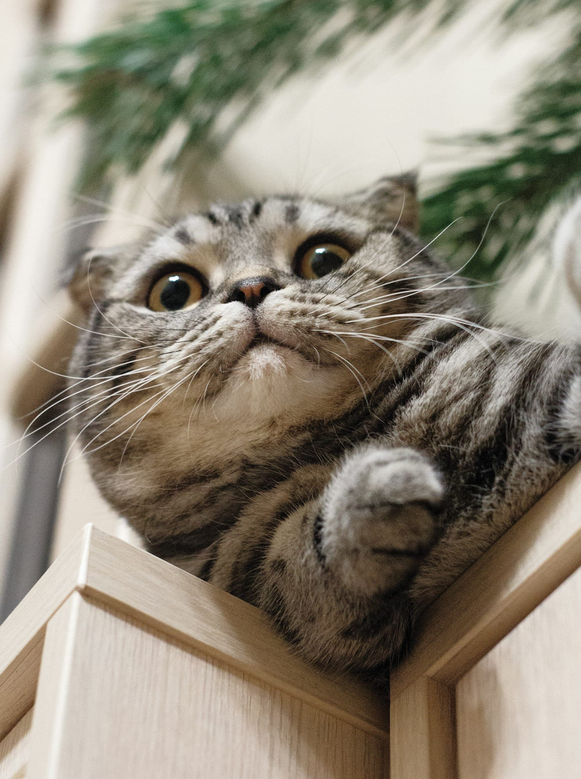 Cheek Enhancement Cost in Los Angeles (2025 Guide)