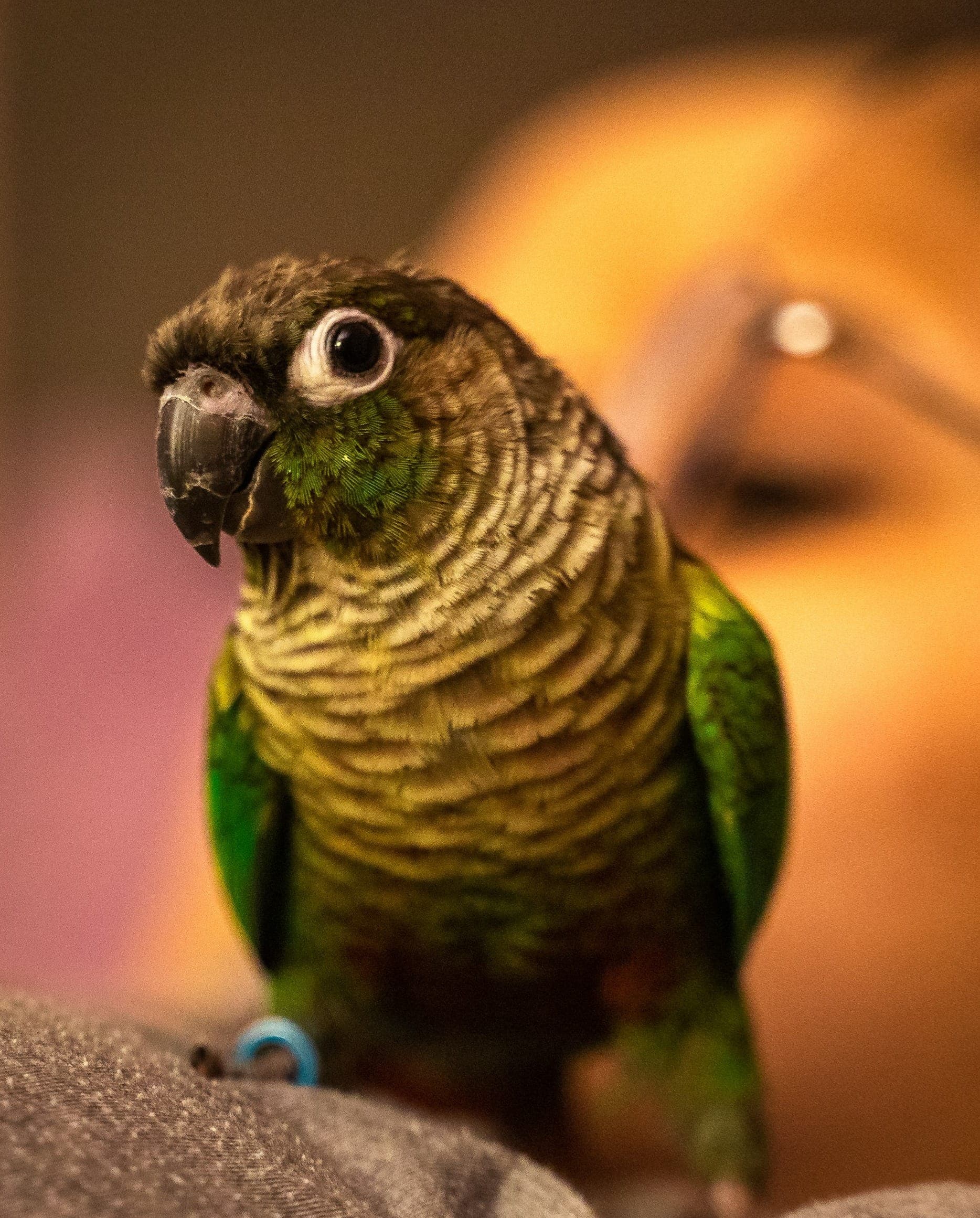 Best Cheek Enhancement Surgeons in Houston (2025 Guide)