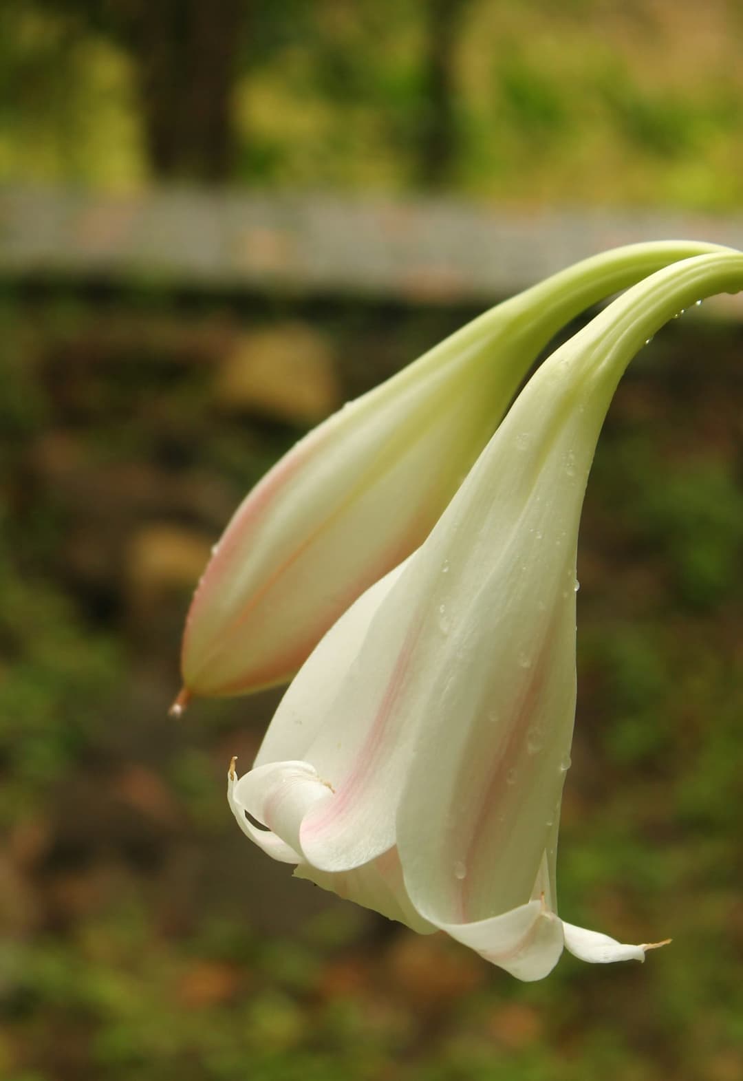 Breast Lift vs. Implants: Which Is Right for Sagging?